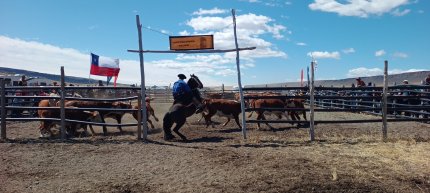 Con entusiasmo se disputó una nueva fecha de Aparta de Ganado en Cerro Castillo