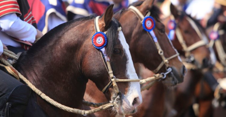 Johann Gude: Estamos bien avanzados en todos los trabajos en Chocalán