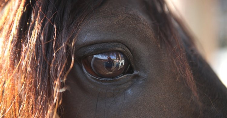 Federación de Criadores sumó dos nuevas Alianzas Estratégicas