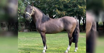 Criaderos Reñeco y Trapialco tienen atractivo remate este martes