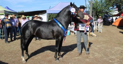 Final del Rodeo Criollo Costa Araucanía tuvo Exposición Promocional en Carahue