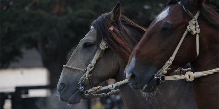 Los Callejas representarán a la Asociación Norte Grande en Rancagua