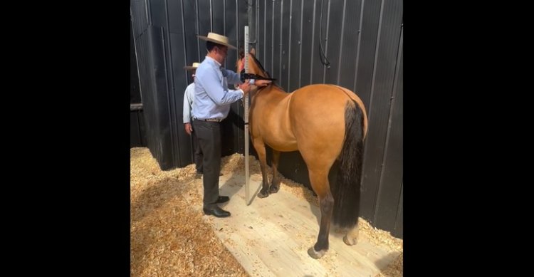 Federación de Criadores inició en Los Angeles su trabajo de medición y fotografías en los Clasificatorios