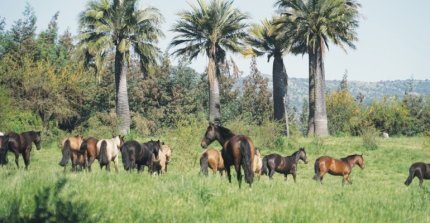 Criadero Los Tres Arturos sale a remate este martes con destacada caballada