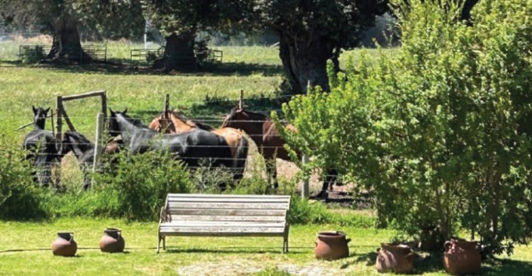 Criadero El Nevado sale a martillo con un interesante catálogo