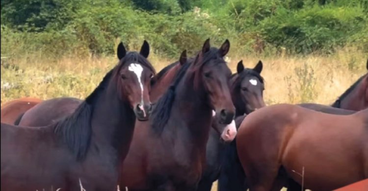Criadero Vista Volcán sale a remate con una destacada caballada