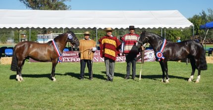 Los Grandes Campeones Favorita y Delegado se presentarán en Rancagua