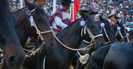 Las planillas del 77° Campeonato Nacional de Rodeo