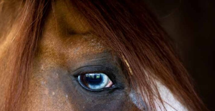 Criaderos Santa Isabel y Ventisqueros Patagonia tienen atractivo remate este miércoles