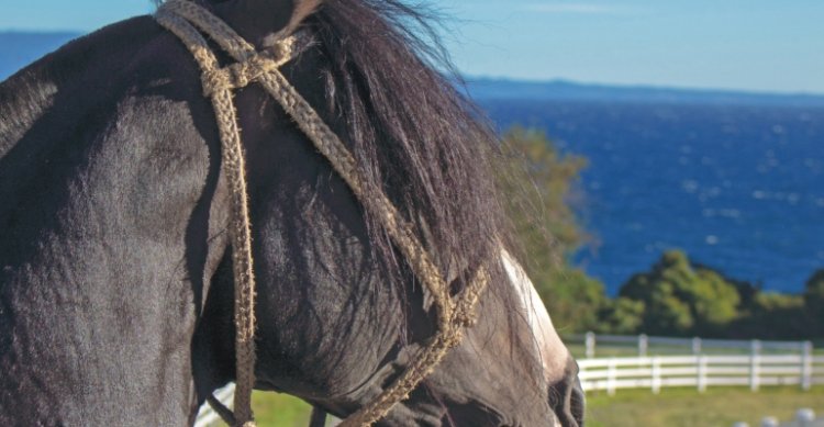 Criadero Laderas del Llanquihue sale a remate con un seleccionado catálogo