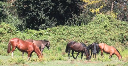 Criaderos El Retazo y Alpihual salen a martillo con destacados catálogos