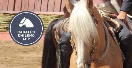 App Caballo Chileno alcanzó amplio registro de consultas impulsada por los Clasificatorios y el Champion