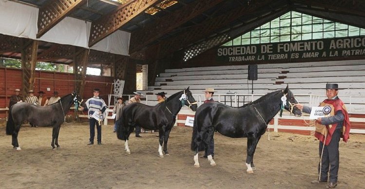 Criadores de Cautín afinan detalles para su Expo de Otoño en Temuco