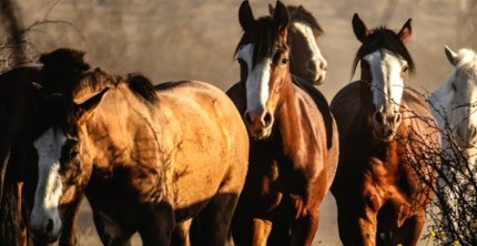 Comisión Técnica conoció avances en el proyecto de estudio del genoma del Caballo Chileno