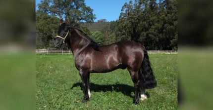 Criadero Peleco sale a remate con sus más destacadas sangres