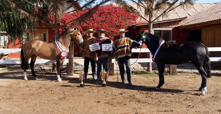 Criadores de Coquimbo tienen en marcha los preparativos para su Exposición en Vicuña