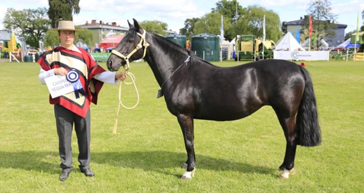 Julio Mohr: Todavía tengo ganas de hacer cosas en la Federación de Criadores