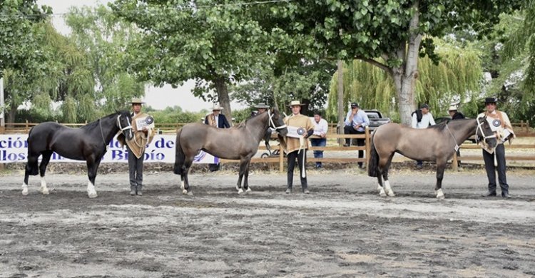 Criadores de Bío Bío apuntan a su asamblea para planificar la temporada
