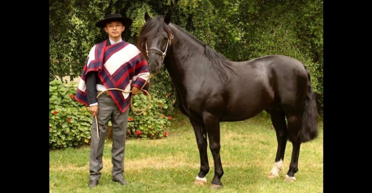 Francisco Núñez: Quiero seguir protegiendo, cuidando y mostrando el caballo en toda su magnitud