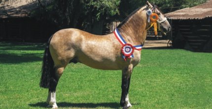Criadero Las Callanas sale a martillo con yeguas preñadas y potros